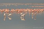 0035-0500; 4288 x 2848 pix; Africa, Kenya, Lake Nakuru, bird, flamingo
