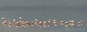 0035-0520; 5547 x 2075 pix; Africa, Kenya, Lake Nakuru, bird, flamingo