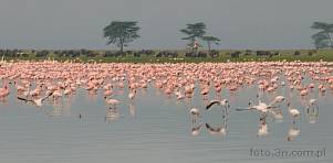 0035-0550; 5336 x 2628 pix; Africa, Kenya, Lake Nakuru, bird, flamingo