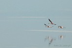 0035-0690; 4228 x 2808 pix; Africa, Kenya, Lake Nakuru, bird, flamingo