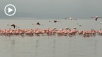 0035-1010; 1280 x 720 pix; Africa, Kenya, Lake Nakuru, flamingo