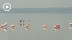 0035-1020; 1280 x 720 pix; Africa, Kenya, Lake Nakuru, flamingo