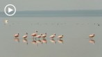 0035-1030; 1280 x 720 pix; Africa, Kenya, Lake Nakuru, flamingo