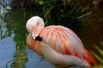 bird; flamingo