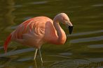 0035-0055; 3395 x 2273 pix; bird, flamingo