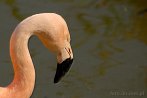 0035-0060; 3087 x 2067 pix; bird, flamingo
