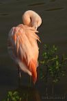 0035-0220; 1729 x 2582 pix; bird, flamingo