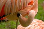 0035-0320; 3872 x 2592 pix; bird, flamingo