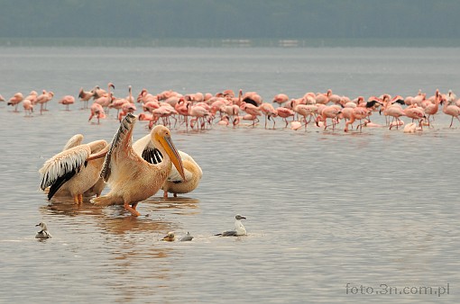 Africa; Kenya; Lake Nakuru; pelican
