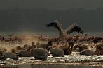 0036-0212; 3483 x 2314 pix; Africa, Kenya, Lake Nakuru, pelican