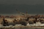 0036-0215; 3563 x 2366 pix; Africa, Kenya, Lake Nakuru, pelican