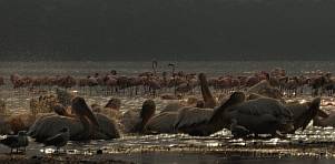 0036-0230; 4082 x 2011 pix; Africa, Kenya, Lake Nakuru, pelican