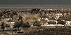 0036-0240; 4288 x 2112 pix; Africa, Kenya, Lake Nakuru, pelican