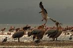 0036-0270; 3890 x 2584 pix; Africa, Kenya, Lake Nakuru, pelican