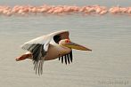 0036-0410; 4288 x 2848 pix; Africa, Kenya, Lake Nakuru, pelican