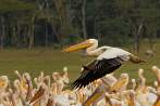 0036-0440; 3779 x 2510 pix; Africa, Kenya, Lake Nakuru, pelican