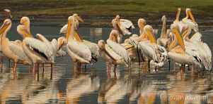 0036-0450; 4279 x 2107 pix; Africa, Kenya, Lake Nakuru, pelican