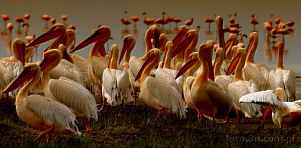 0036-0460; 4001 x 1972 pix; Africa, Kenya, Lake Nakuru, pelican