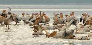 0036-0480; 4221 x 2079 pix; Africa, Kenya, Lake Nakuru, pelican