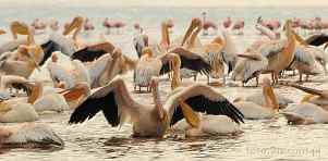 0036-0500; 4275 x 2106 pix; Africa, Kenya, Lake Nakuru, pelican