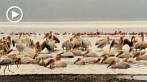 0036-1000; 1280 x 720 pix; Africa, Kenya, Lake Nakuru, pelican