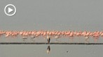 0036-1010; 1280 x 720 pix; Africa, Kenya, Lake Nakuru, pelican, flamingo