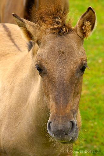 horse; foal