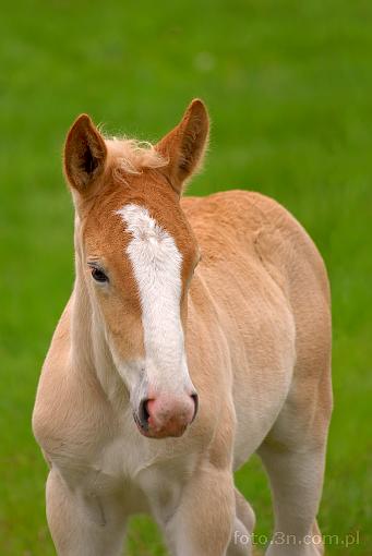 horse; foal