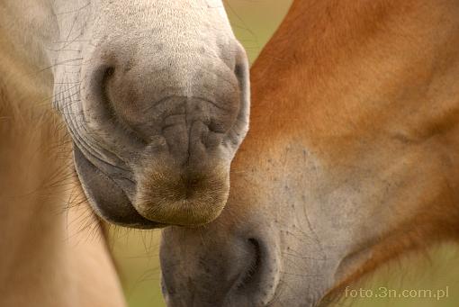 horse; snout; muzzle; muffle