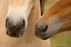 horse; snout; muzzle; muffle