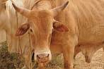 041B-0500; 3622 x 2407 pix; bull, cattle