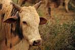 041B-0511; 3871 x 2571 pix; bull, cattle