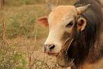 bull; cattle