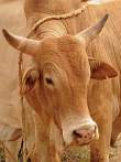 041B-0520; 2372 x 3165 pix; bull, cattle