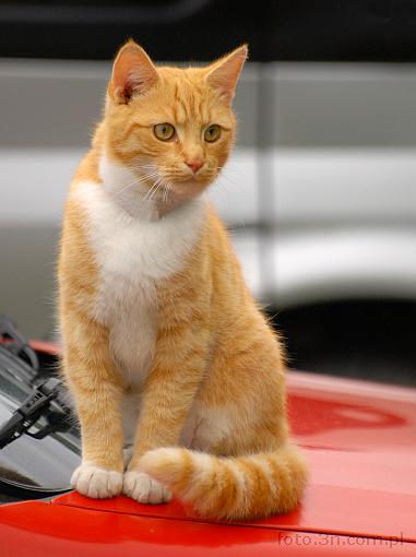 cat; car
