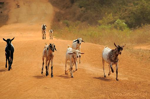 Africa; Kenya; goat