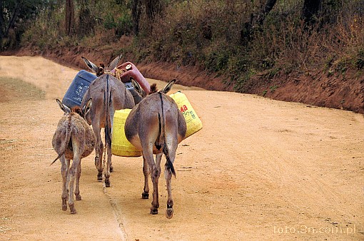 Africa; Kenya; donkey