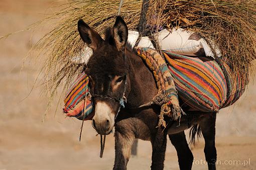 Africa; Morocco; donkey