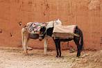 041F-0300; 3444 x 2288 pix; Africa, Morocco, donkey
