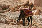 041F-0310; 3926 x 2609 pix; Africa, Morocco, donkey