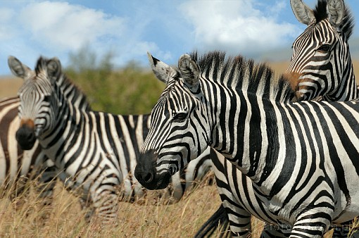 Africa; Kenya; zebra; savannah