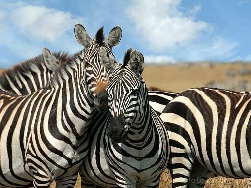 Africa; Kenya; zebra; savannah