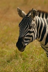 042A-0090; 2110 x 3151 pix; Africa, Kenya, zebra, savannah