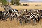 042A-0120; 3741 x 2506 pix; Africa, Kenya, zebra, savannah