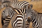 042A-0200; 3872 x 2592 pix; Africa, Kenya, zebra, savannah