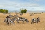 042A-0221; 4109 x 2729 pix; Africa, Kenya, zebra, savannah