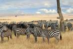 042A-0222; 3872 x 2592 pix; Africa, Kenya, zebra, savannah