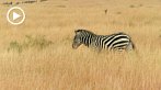042A-0227; 1280 x 720 pix; Africa, Kenya, zebra, savannah