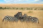 042A-0310; 4181 x 2777 pix; Africa, Kenya, zebra, savannah