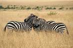 042A-0320; 4061 x 2697 pix; Africa, Kenya, zebra, savannah